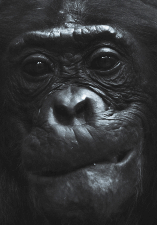 Rostro de chimpancé