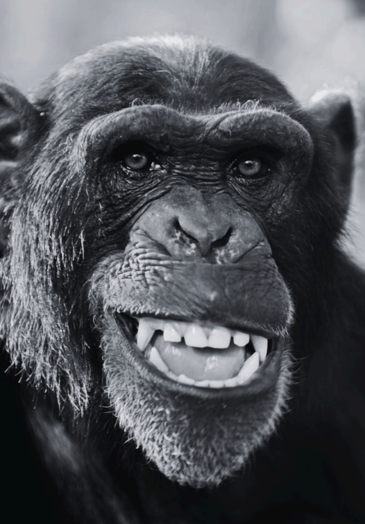 Foto de chimpancé